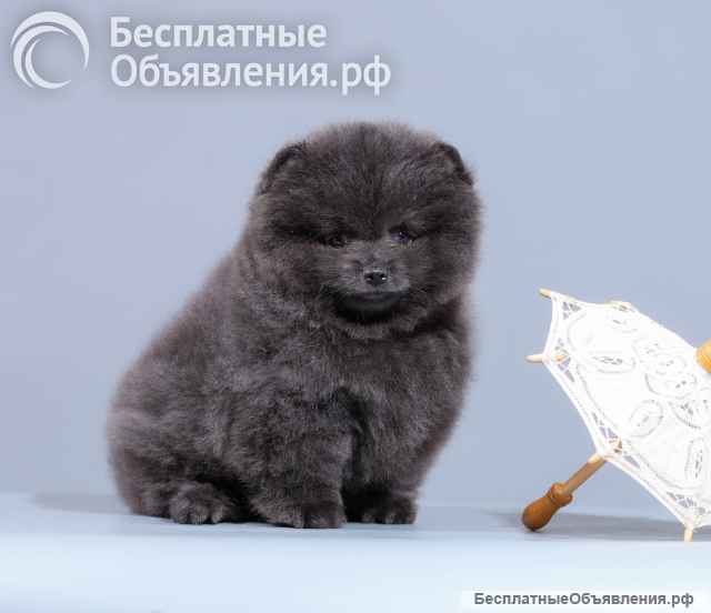 Шикарные шпицы