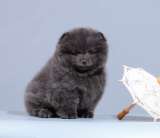 Шикарные шпицы