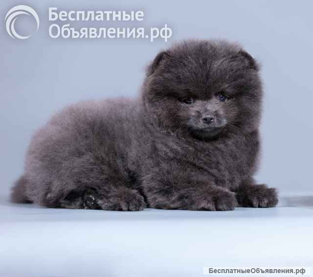 Шикарные шпицы