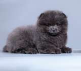 Шикарные шпицы