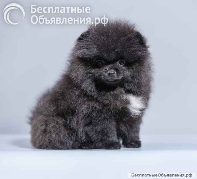 Шикарные шпицы