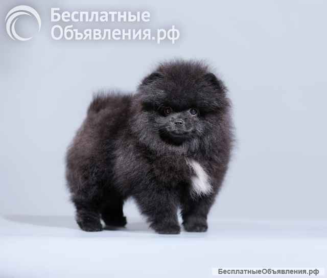 Шикарные шпицы