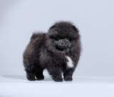 Шикарные шпицы