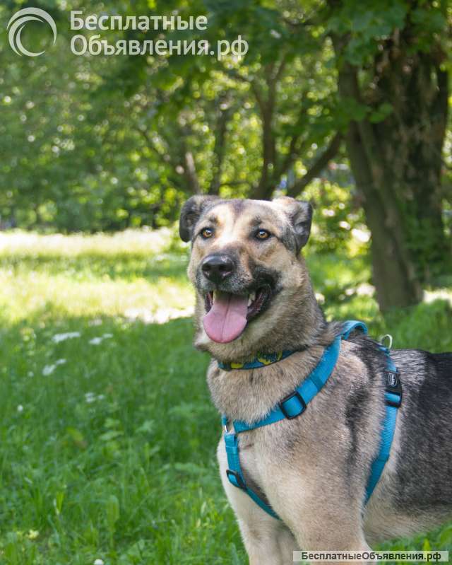 Аляска ищет хозяина