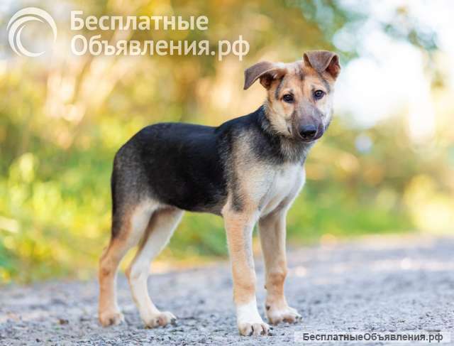 Барни ищет дом