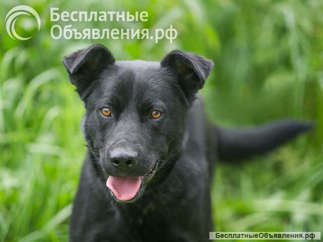 Чарли ищет в поиске дома