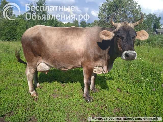 Корову