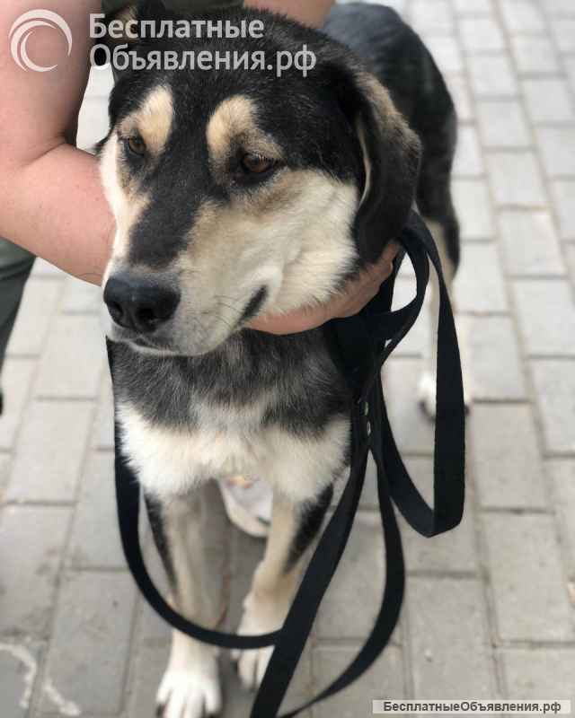 В добрые руки