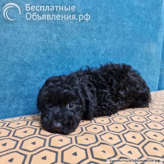 Щенки девочки малый пудель чёрного окраса
