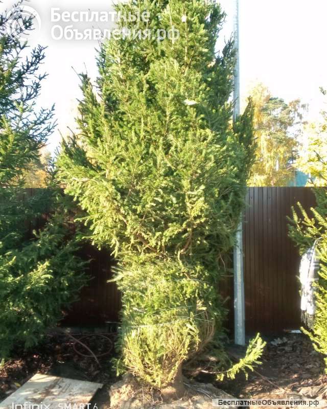 Посадка крупномеров хвойных пород