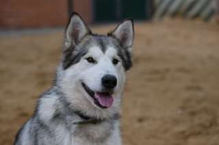 Красивая волчица Луна в добрые руки