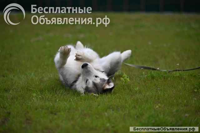 Красивая волчица Луна в добрые руки