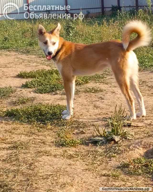 Амели ищет дом
