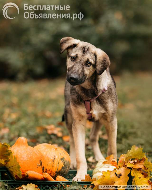Щенок Виня из приюта ищет дом