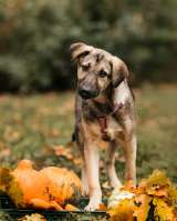 Щенок Виня из приюта ищет дом