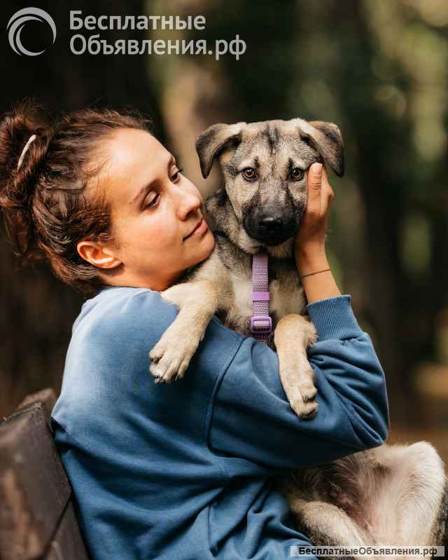 Щенок Виня из приюта ищет дом