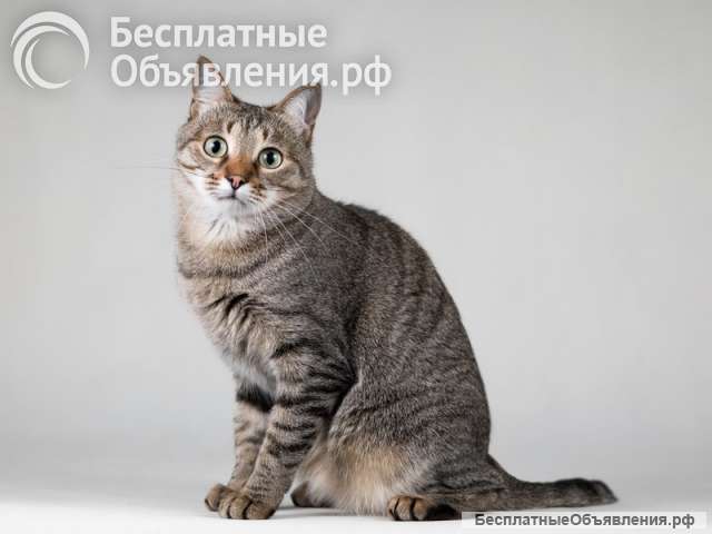 Ласковая маленькая кошечка Эми