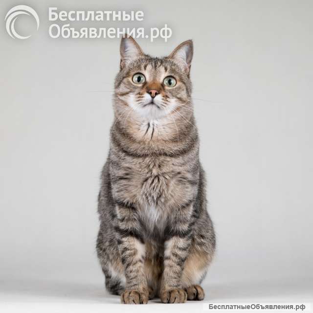 Ласковая маленькая кошечка Эми