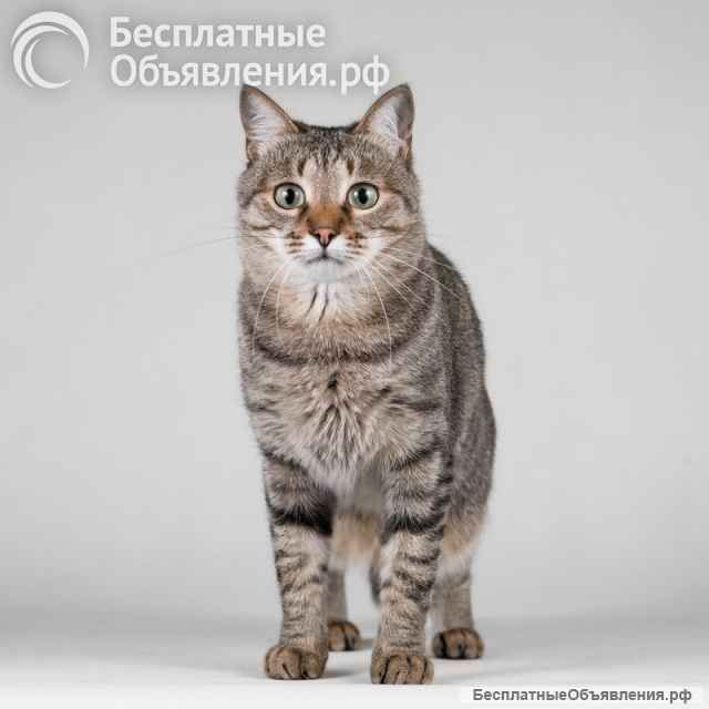 Ласковая маленькая кошечка Эми