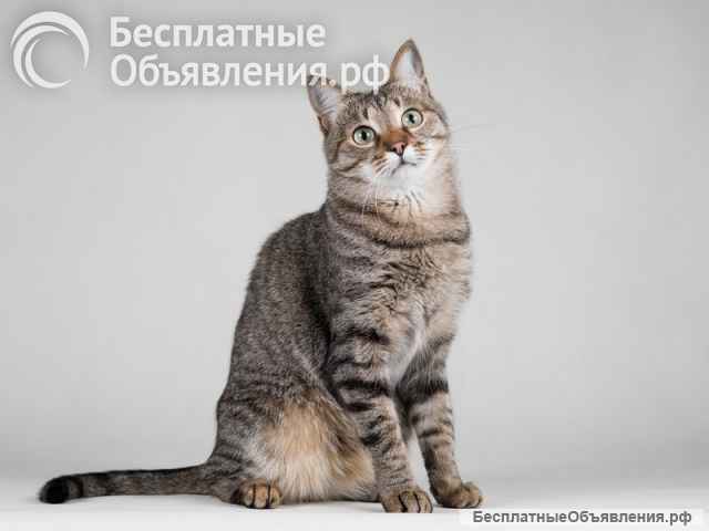 Ласковая маленькая кошечка Эми