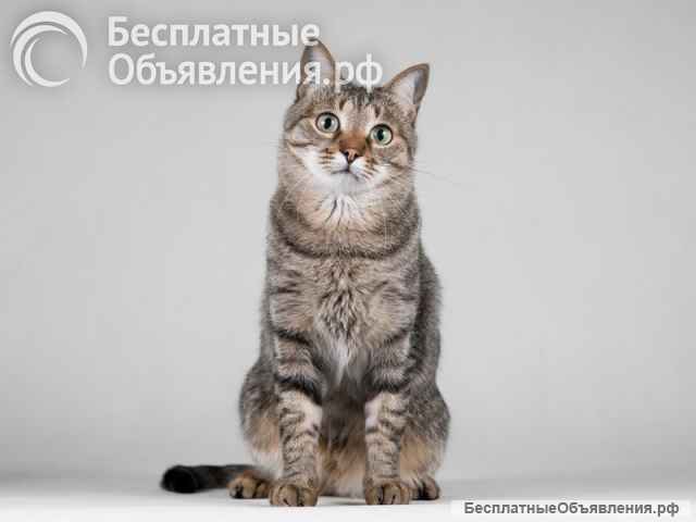 Ласковая маленькая кошечка Эми