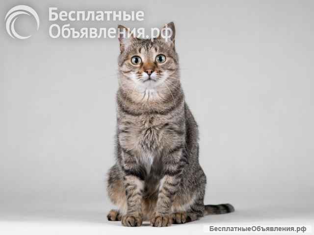 Ласковая маленькая кошечка Эми