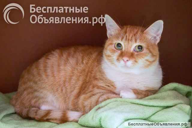 Яркая рыжая кошка по имени Осень