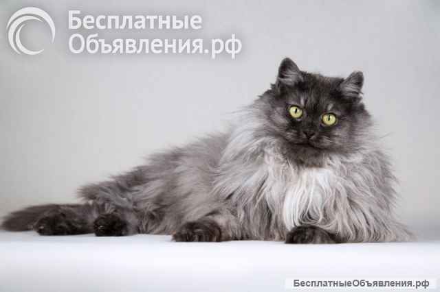 Пушистая красавица кошка Дельфина