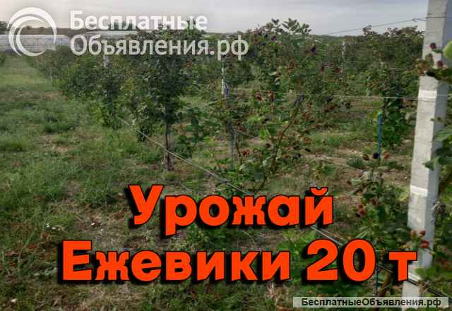 Садовый и тепличный бизнес