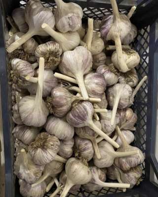 Домашний чеснок