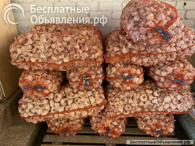 Домашний чеснок