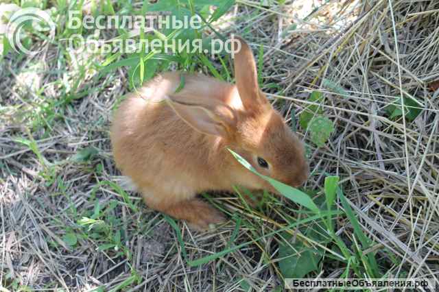 Кролики Новозеландские