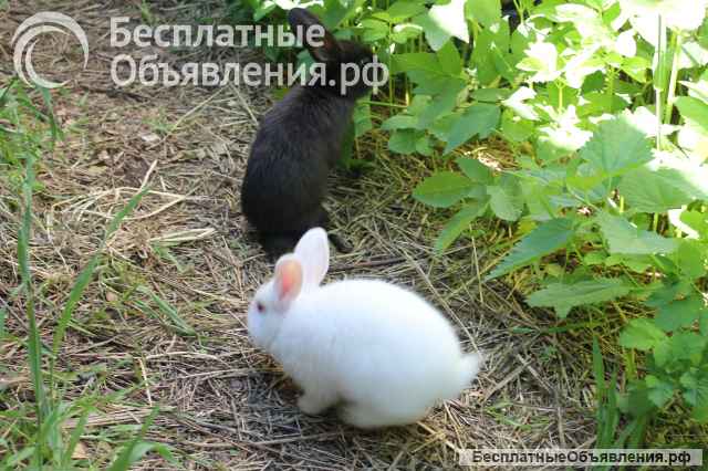 Кролики Новозеландские