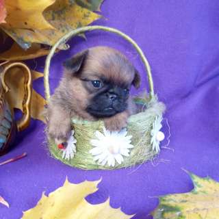 Девочка пти-брабансон