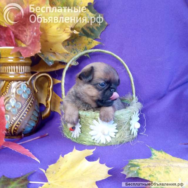 Девочка пти-брабансон