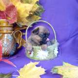 Девочка пти-брабансон