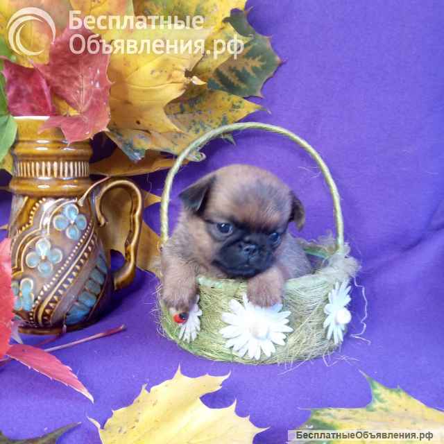 Девочка пти-брабансон