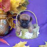 Девочка пти-брабансон