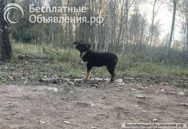 Три щенка и мать