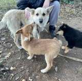 Три щенка и мать