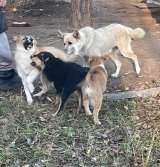 Три щенка и мать