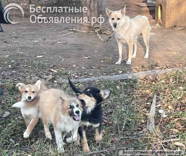 Три щенка и мать