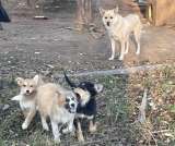 Три щенка и мать