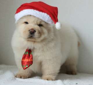 Щенки чау чау