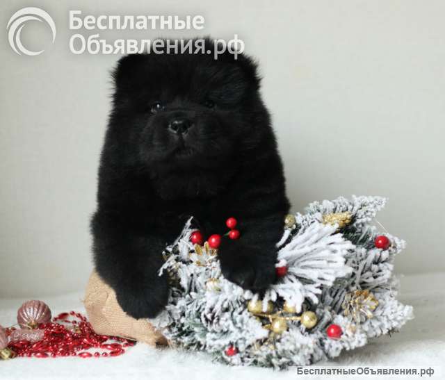 Щенки чау чау