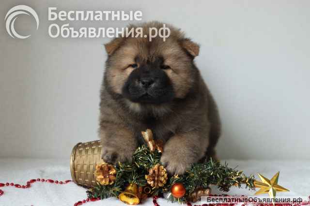 Щенки чау чау