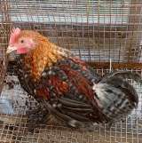 Куры кпрликовый кохинхин