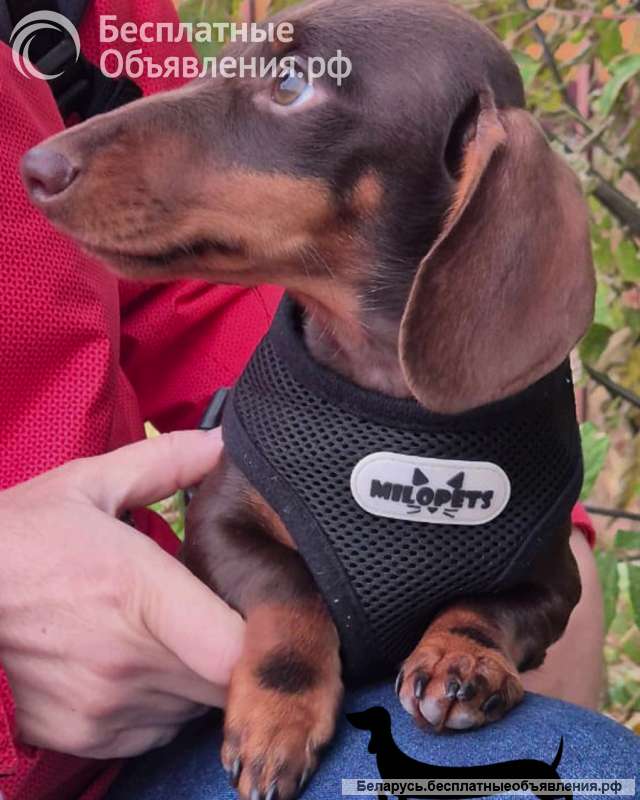 ТАКСА гладкошерстная кроличий - шоколадный мальчик