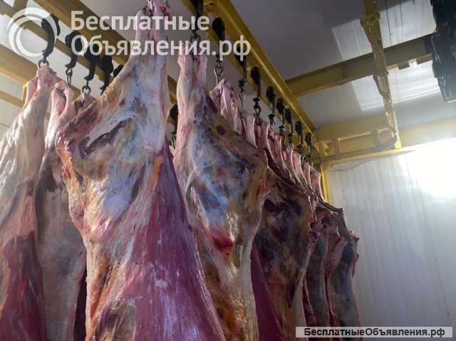 Говядина полутуши оптом от производителя