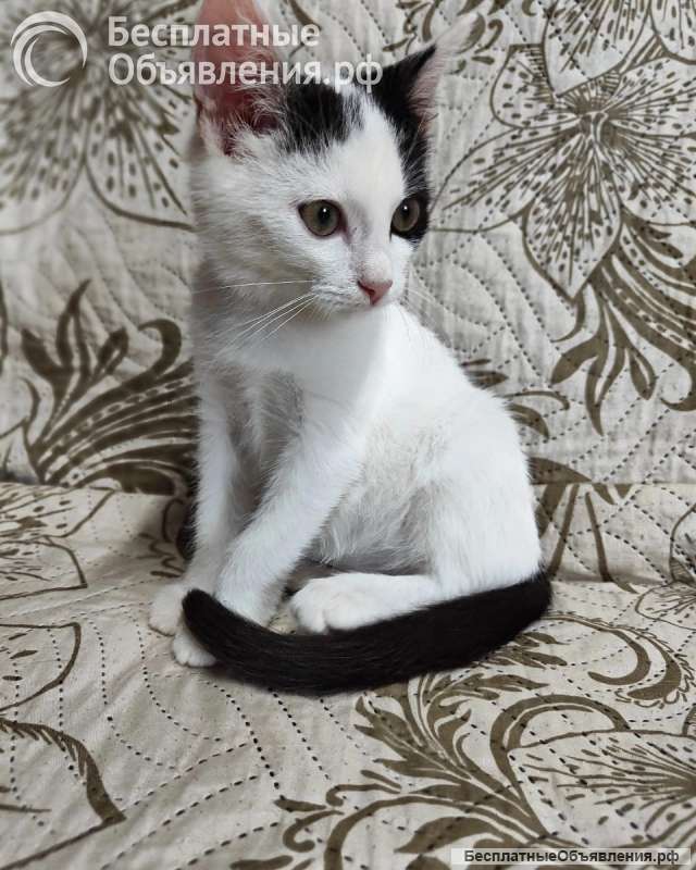 Котята в добрые руки Москва МО
